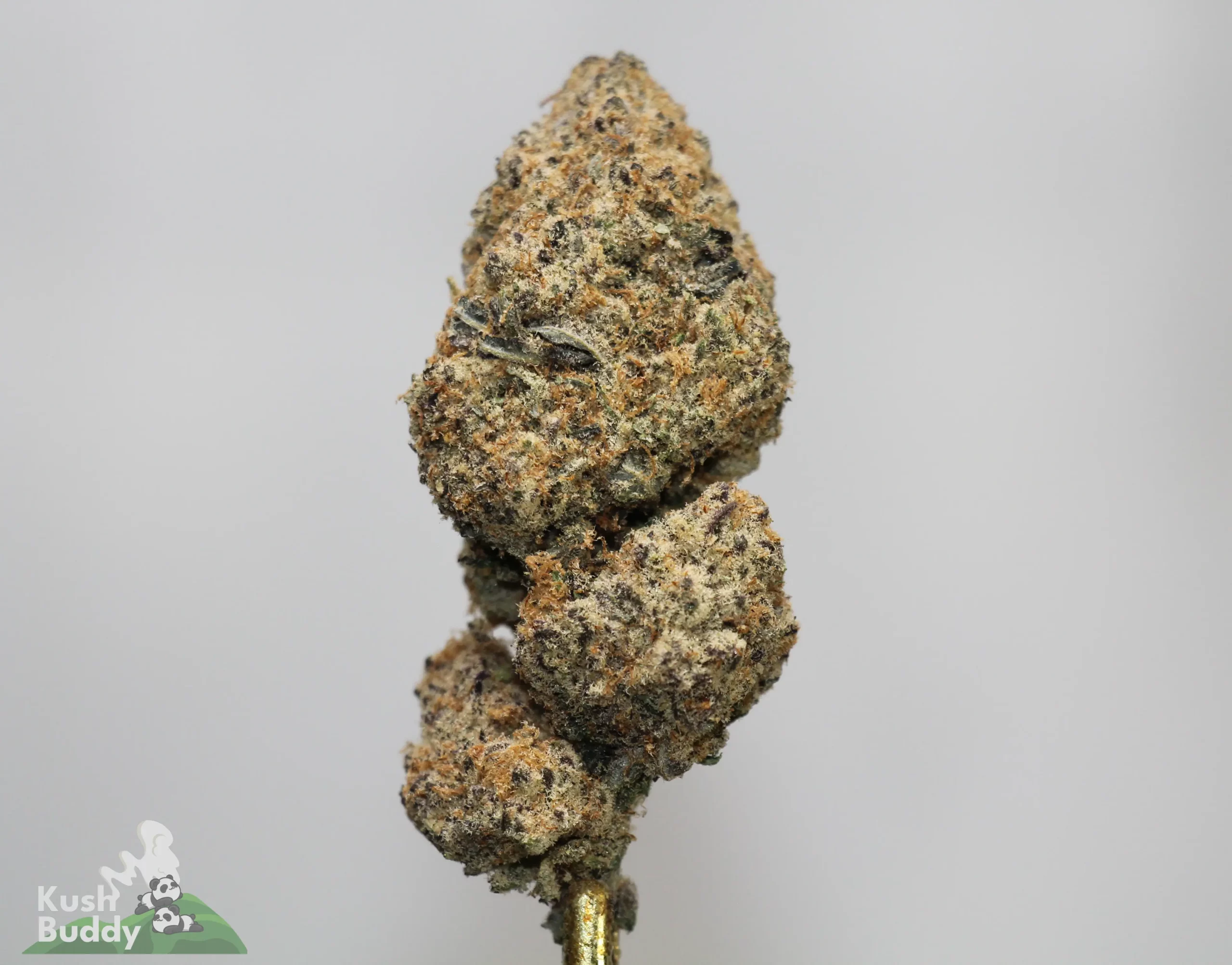 Close-up of a cannabis bud on a stem, showing dense, frosty trichomes and mixed green-orange tones against a light background (Kush Buddy watermark)