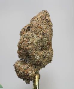 Close-up of a densely coated cannabis bud on a gold metal skewer against a pale background, showing crystals and orange hairs.