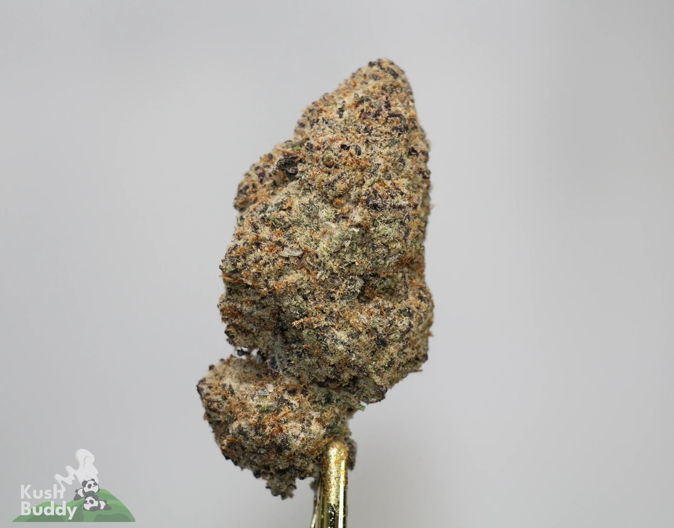 Close-up of a densely coated cannabis bud on a gold metal skewer against a pale background, showing crystals and orange hairs.