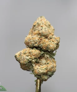 Close-up of a dense, frosted cannabis bud with orange hairs against a gray background.