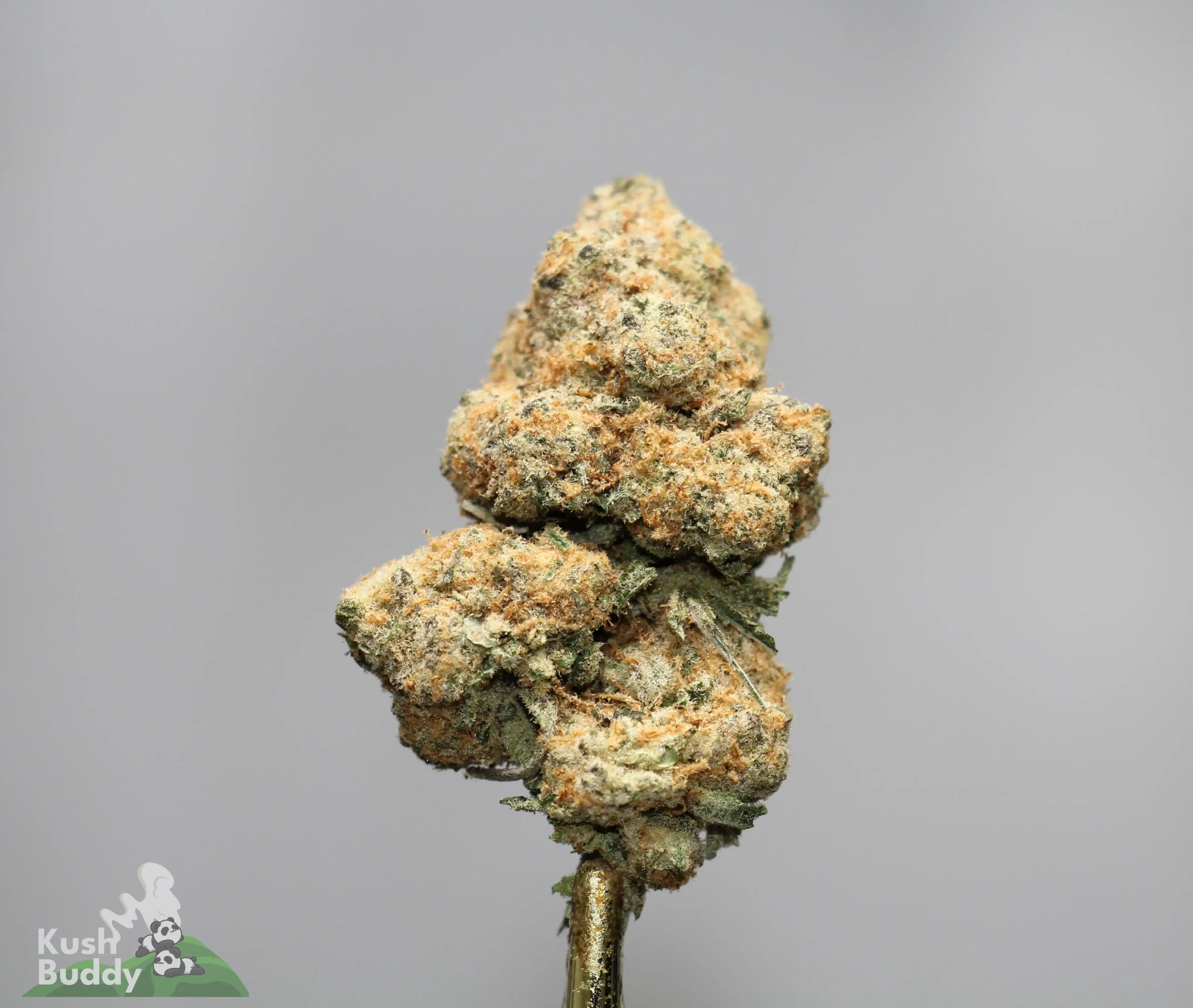 Close-up of a dense, frosted cannabis bud with orange hairs against a gray background.