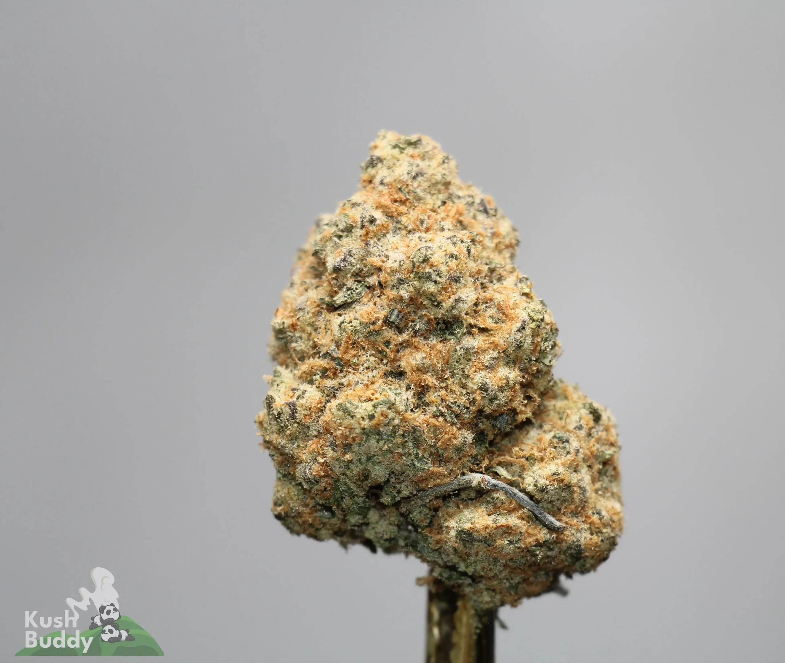 Close-up of a frosty cannabis bud with orange hairs, mounted on a stem against a gray background; Kush Buddy logo visible in the corner.