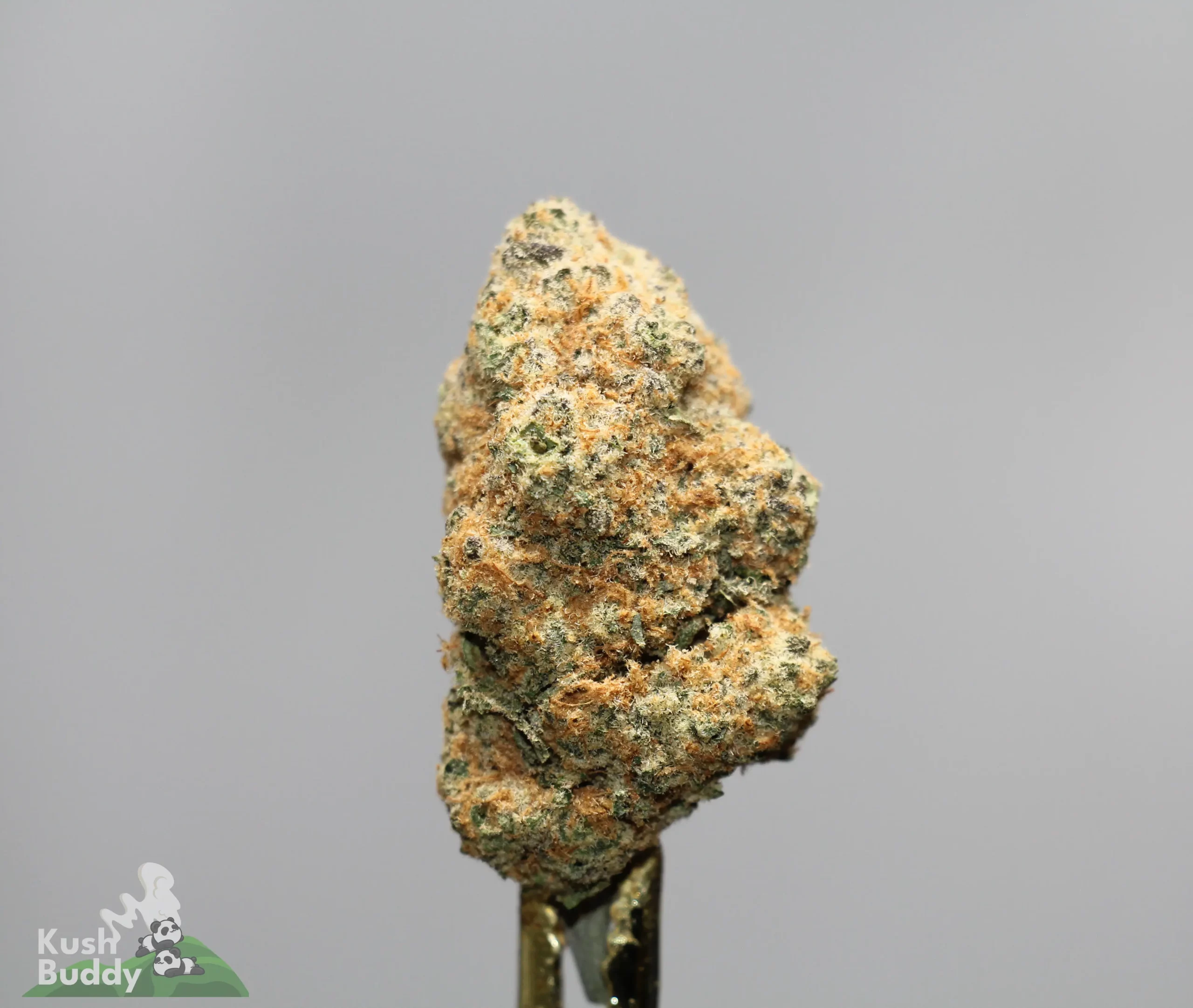 Close-up of a frosty cannabis bud with orange hairs on a gray background, logo reading 'Kush Buddy' in the bottom-left corner.