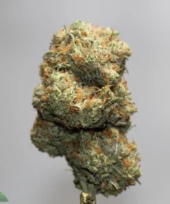 Close-up of a frosty cannabis bud with green leaves and orange pistils against a neutral background.