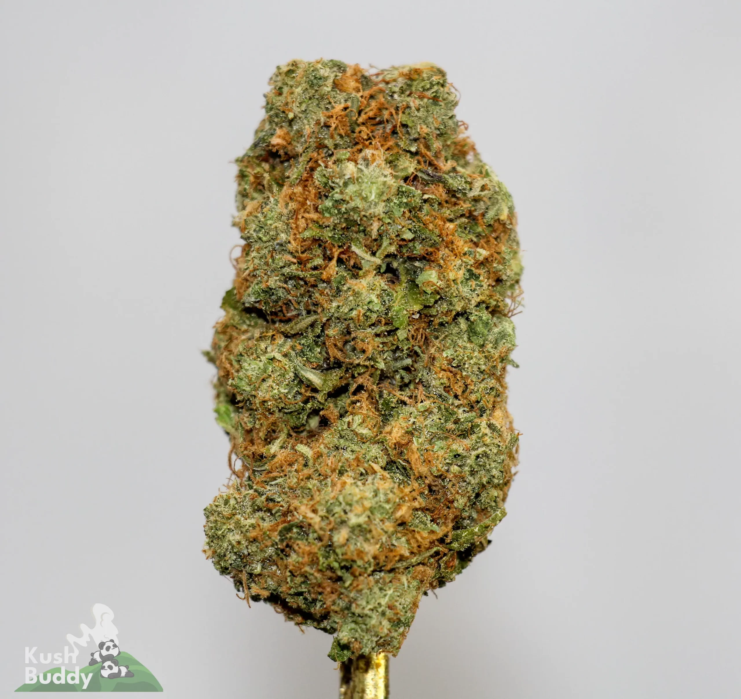 (AAAA - Bulk) God's Green Crack x Diesel Cookies - Image 2