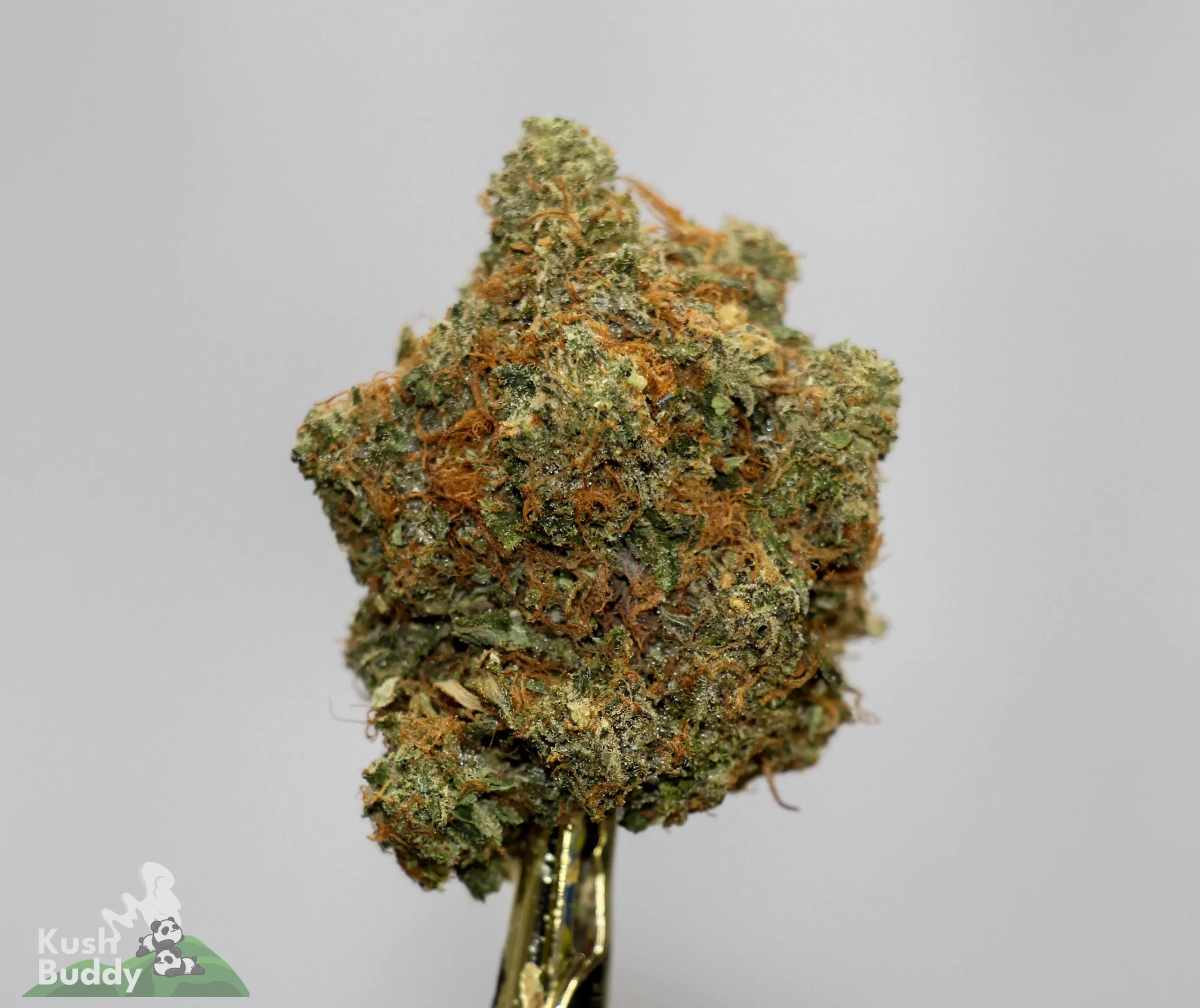 (AAAA - Bulk) God's Green Crack x Diesel Cookies