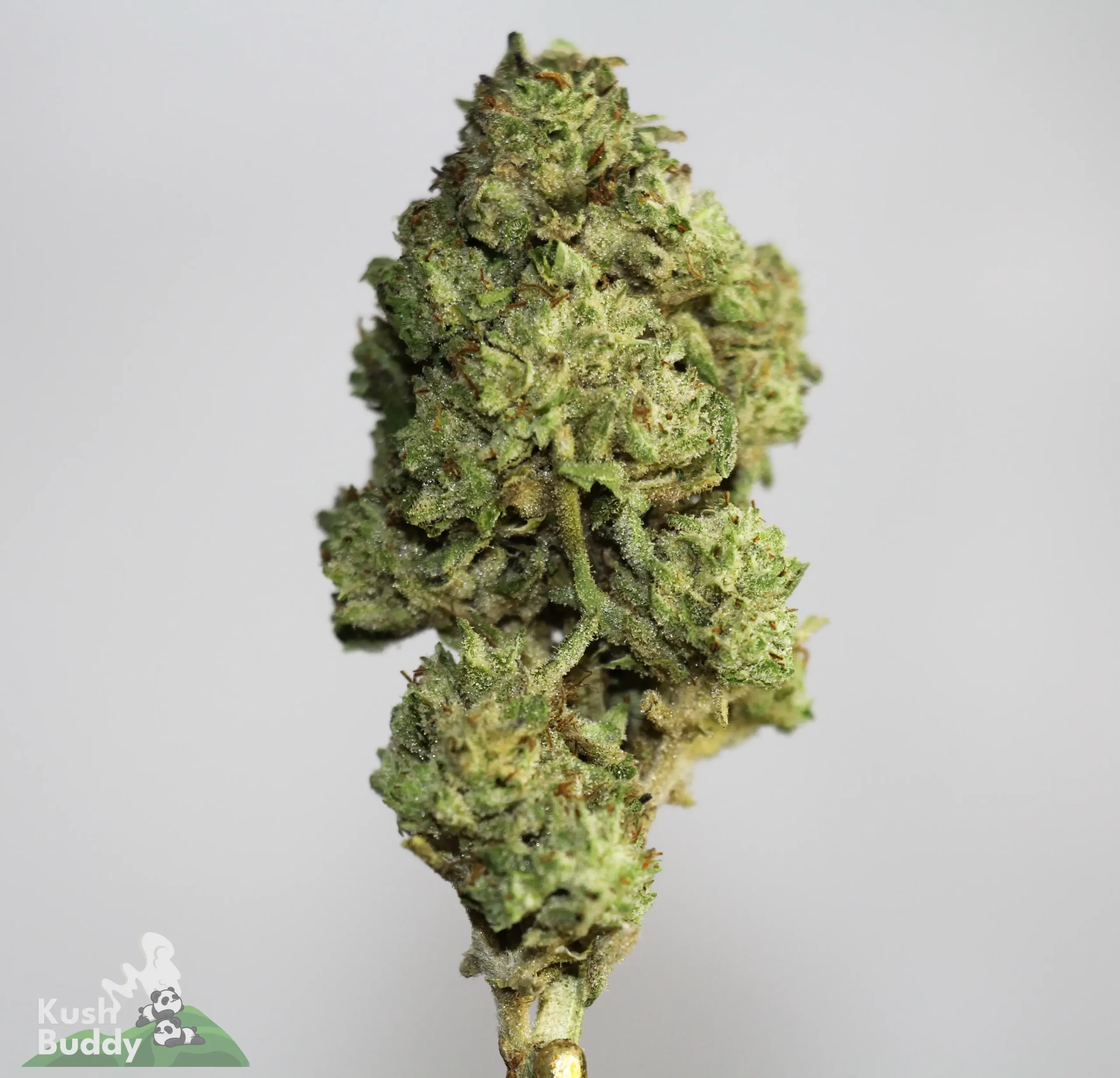 (AAA-) Juicy Fruit