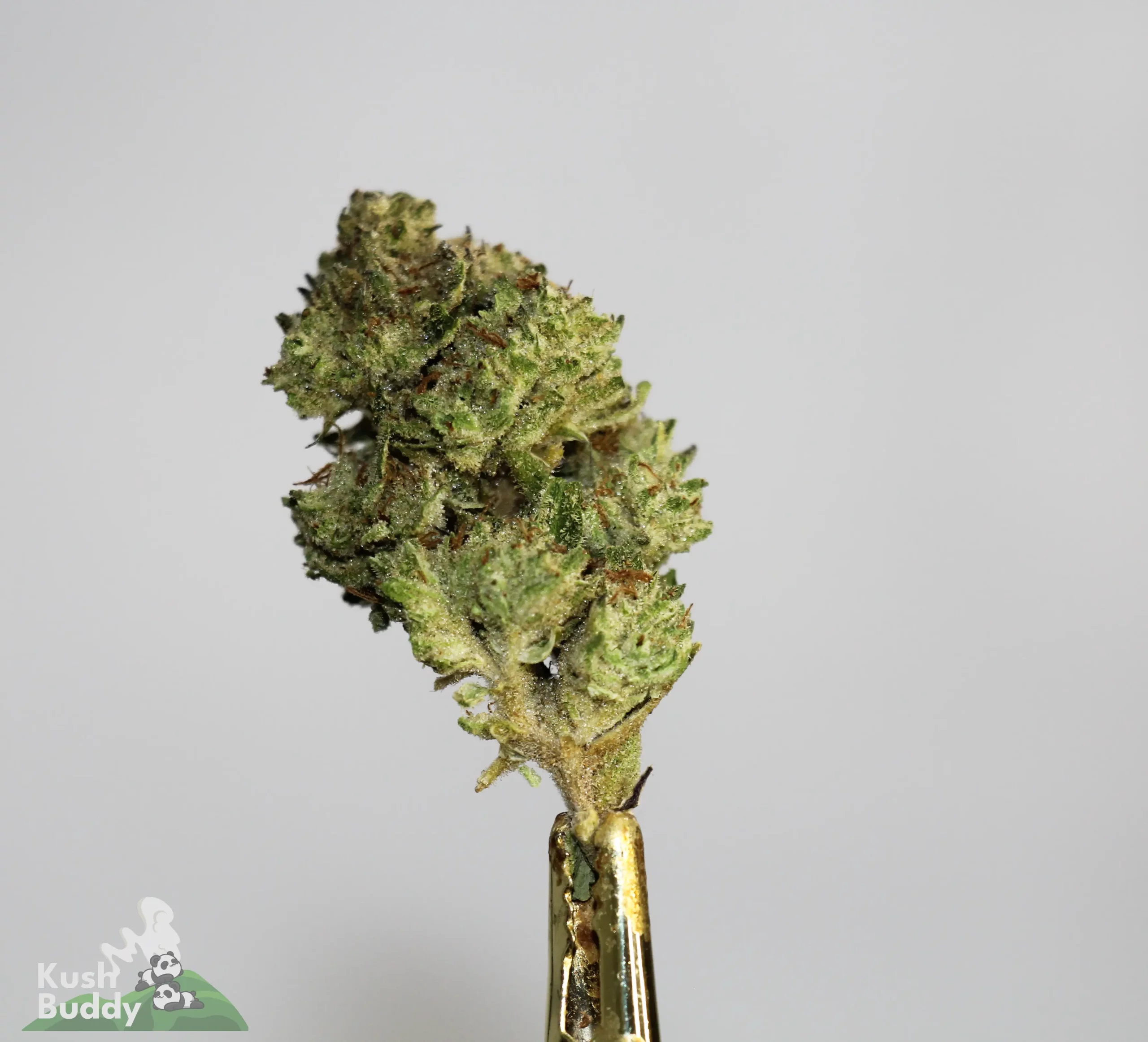 (AAA-) Juicy Fruit - Image 3