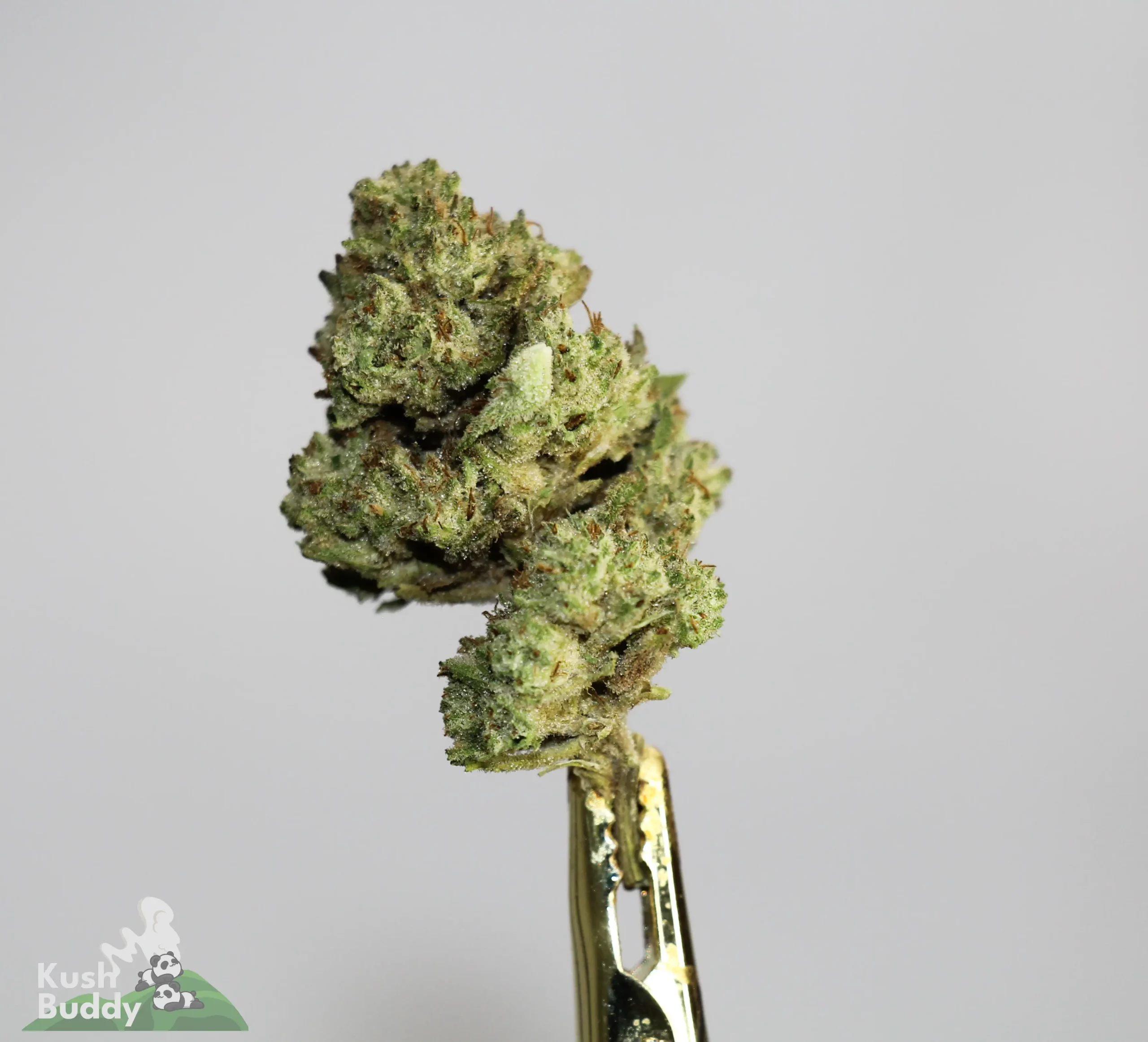 (AAA-) Juicy Fruit - Image 2