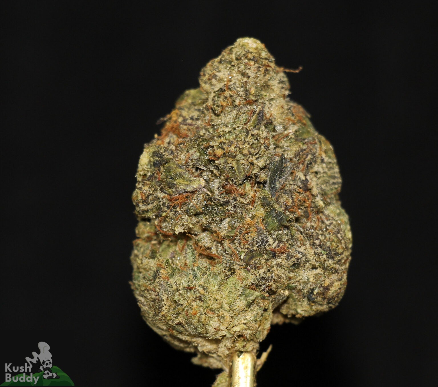 Buy Pink Jet Fuel Online Weed Strain Kush Buddy