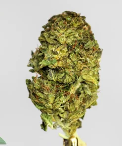 Green Crack sativa strain dense buds