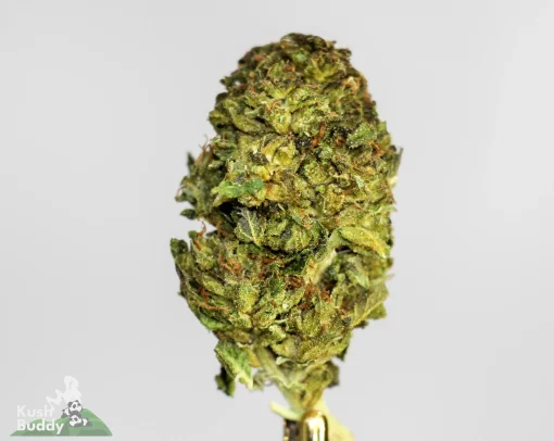 Green Crack sativa strain dense buds