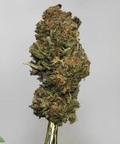 Close-up of a cannabis bud with dense orange hairs and frosty trichomes on a stem against a light gray background.