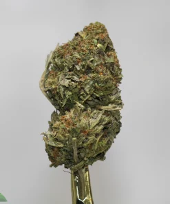 Close-up of a cannabis bud on a stem, showing green, frosty crystals and orange hairs against a light gray background.