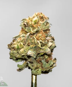 (AA+) Old School OG