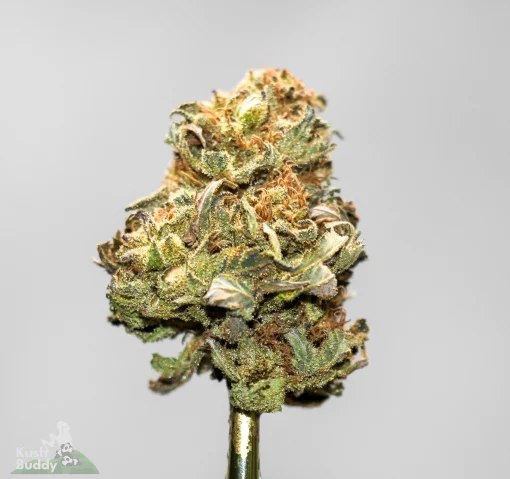 (AA+) Old School OG