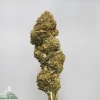 (AAA- - Bulk) Russian Doll