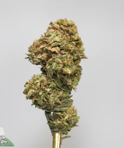 (AAA- - Bulk) Russian Doll - Image 2