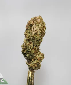 (AAA- - Bulk) Russian Doll - Image 4