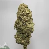 Close-up of a frosty cannabis bud with green and purple hues on a stem, against a neutral background (brand watermark bottom left).