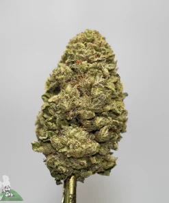 Close-up of a dense cannabis bud with frosty trichomes and orange hairs on a gray background.”,