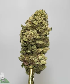 Close-up of a frosty green cannabis Bud with orange hairs on a gold stem against a light gray background, with Kush Buddy logo in the corner.