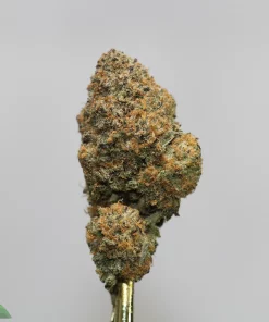 Close-up of a cannabis bud on a metal stem against a light gray background, with a Kush Buddy watermark in the corner.