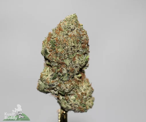 Black Series - Black God AK x Blackwater (LSO)