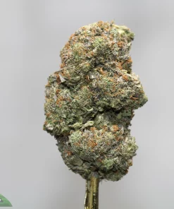 Close-up of a frosty cannabis bud with orange hairs on a gray background.