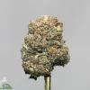 Close-up of a frosty green cannabis bud with orange hairs on a stem against a gray background.