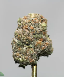 Close-up of a frosty green cannabis bud with orange hairs on a stem against a gray background.