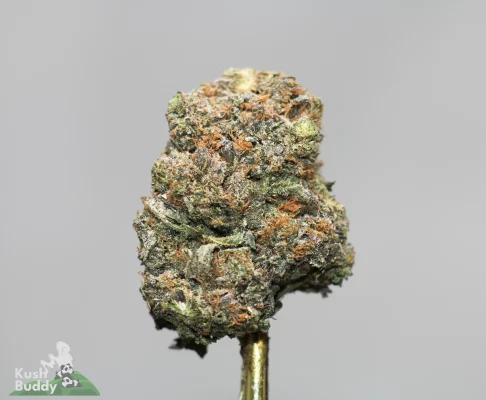 Close-up of a frosty green cannabis bud with orange hairs on a stem against a gray background.