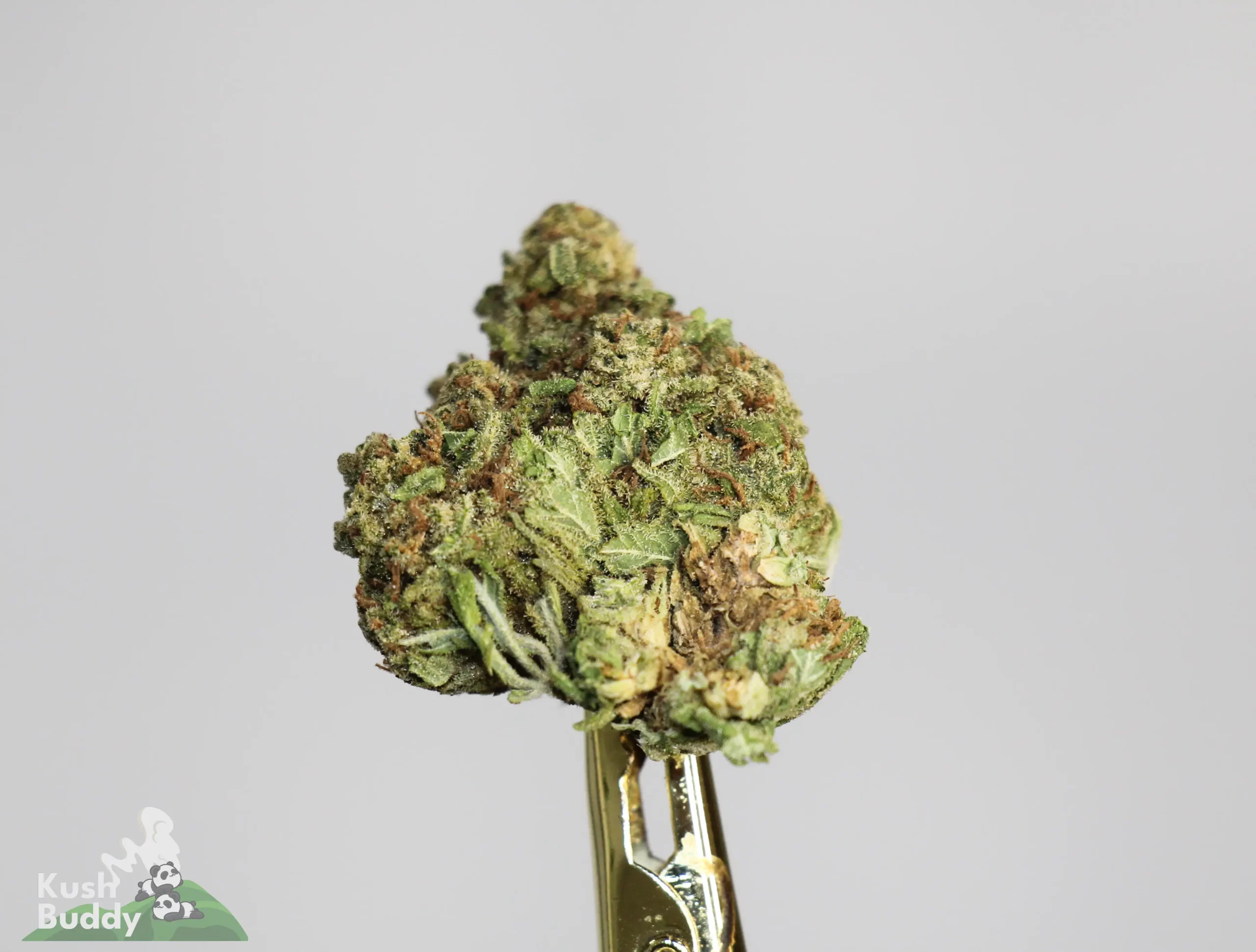 (AAA) Master Kush (Medium & Smalls) - Image 3