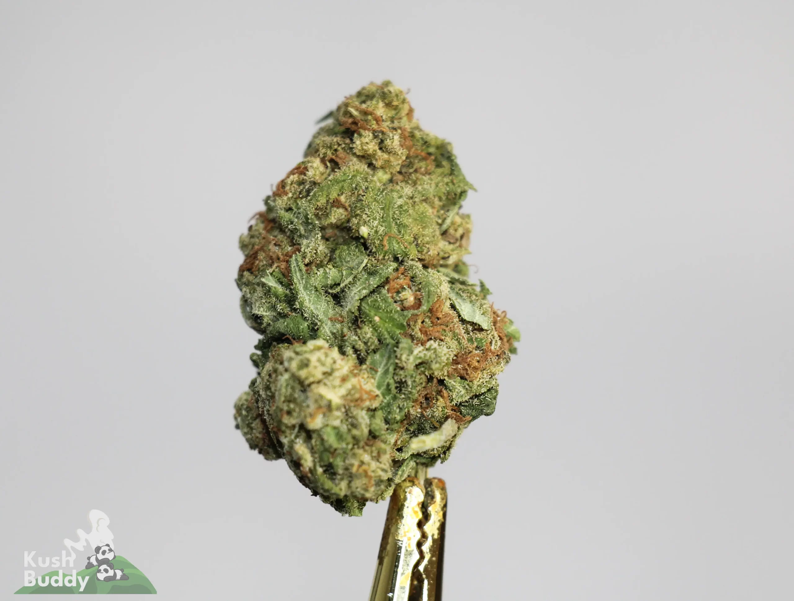 (AAA) Master Kush (Medium & Smalls) - Image 2