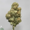 Close-up of a cannabis Bud on a metal display rod, showing a frosty green bud with orange hairs and dense trichomes.