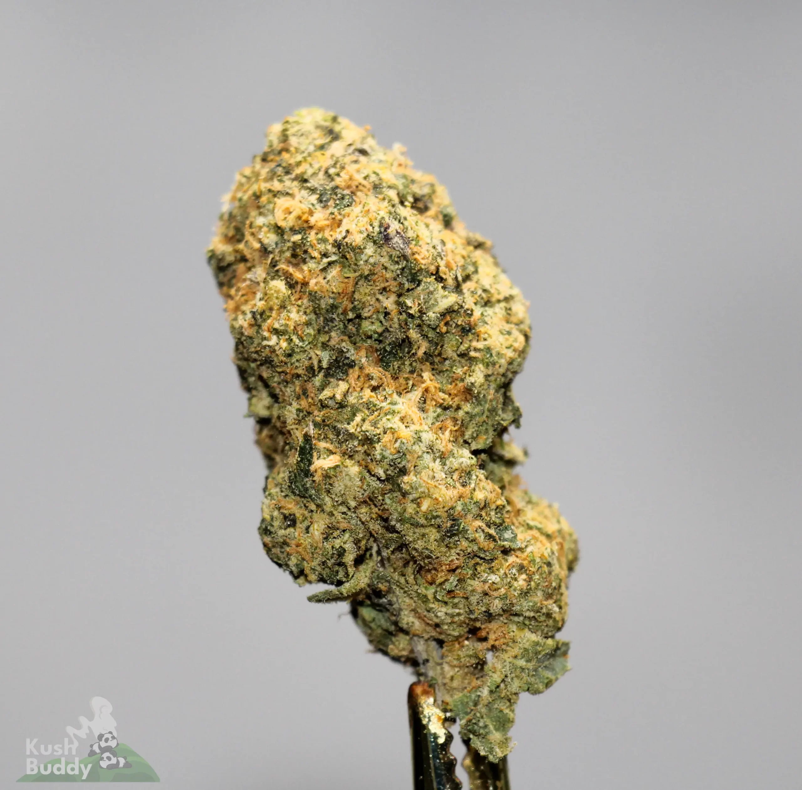 (AAAA-) Pine Tar Kush