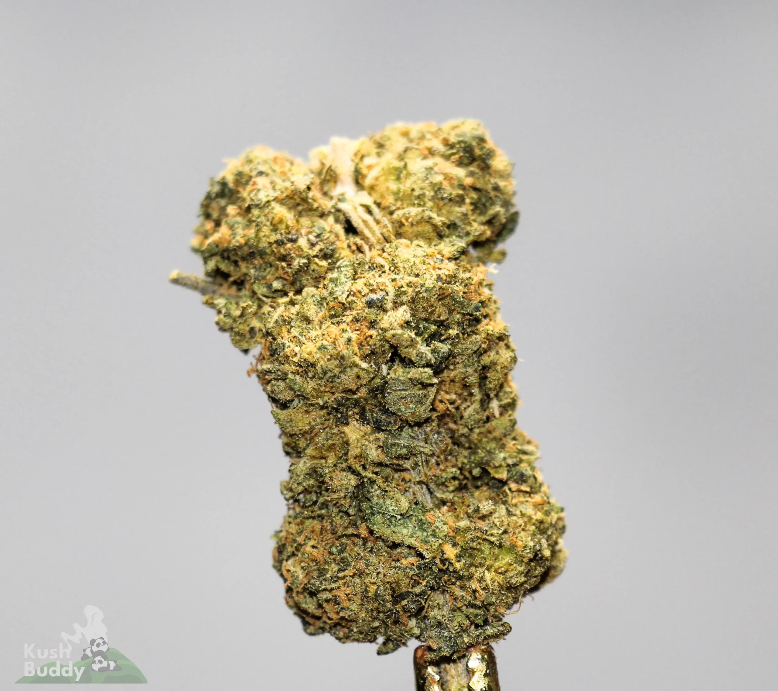 (AAAA-) Pine Tar Kush - Image 2