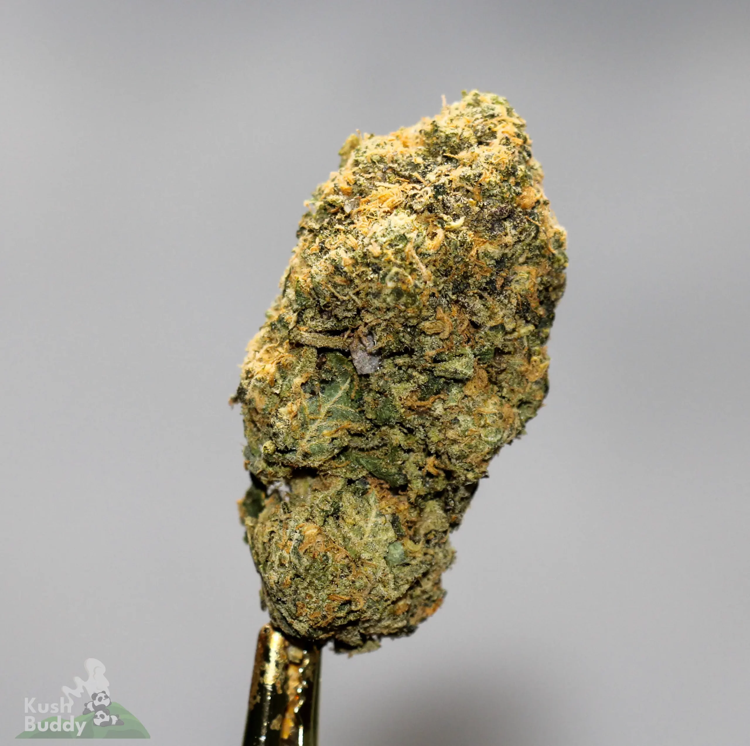 (AAAA-) Pine Tar Kush - Image 3