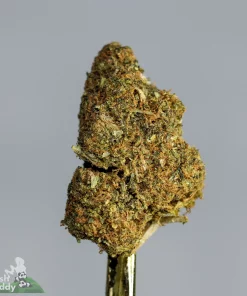 (AA+) Pink Rockstar