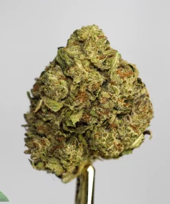 Purple Space Cookies indica hybrid with trichomes