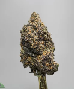 Close-up of a dense cannabis bud on a stem with frosty trichomes and orange hairs against a gray background, front and center.