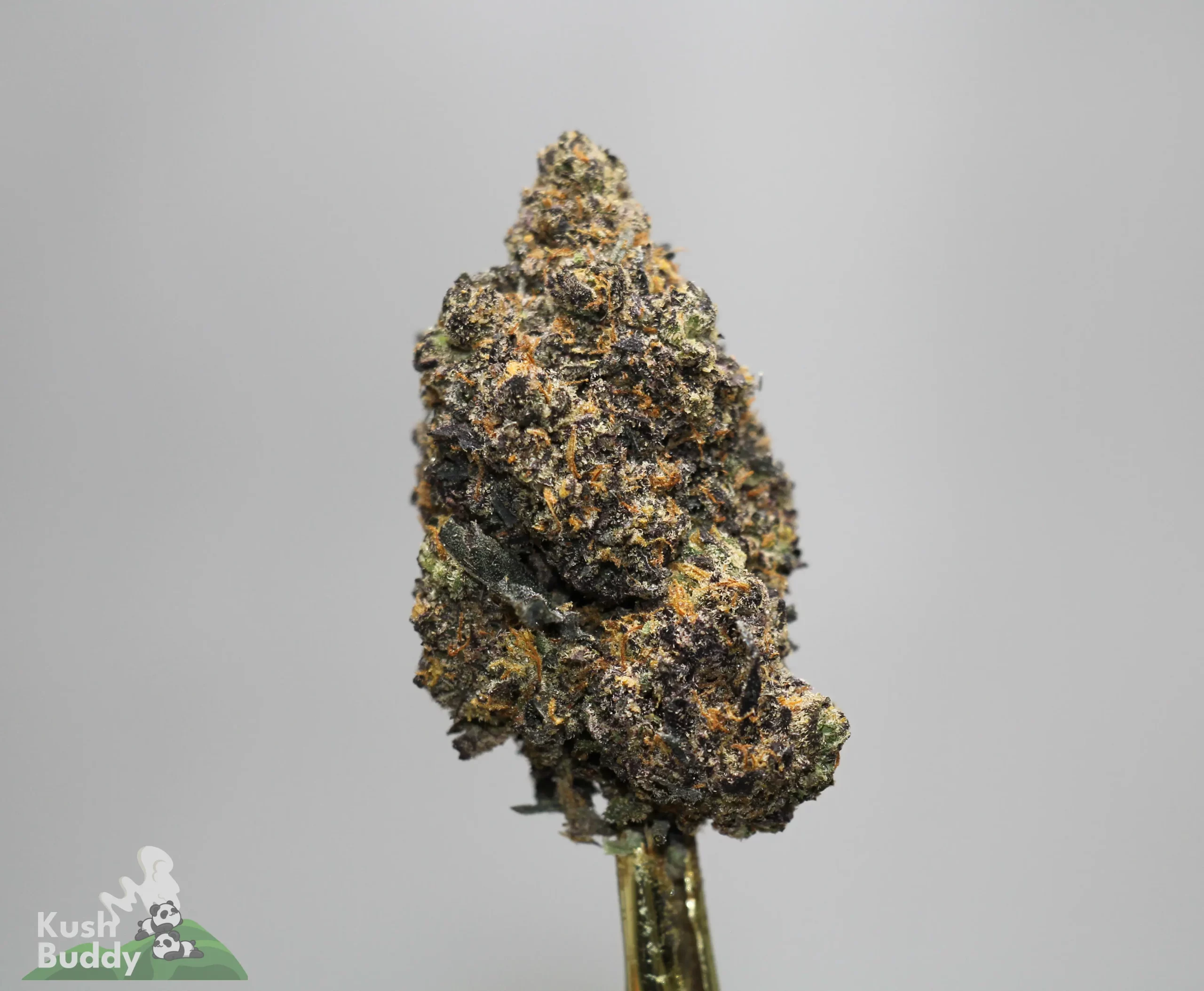 Close-up of a dense cannabis bud on a stem with frosty trichomes and orange hairs against a gray background, front and center.