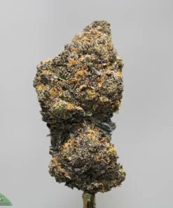 Close-up of a frosty cannabis bud on a stem with orange hairs, against a gray background (Kush Buddy watermark bottom left).