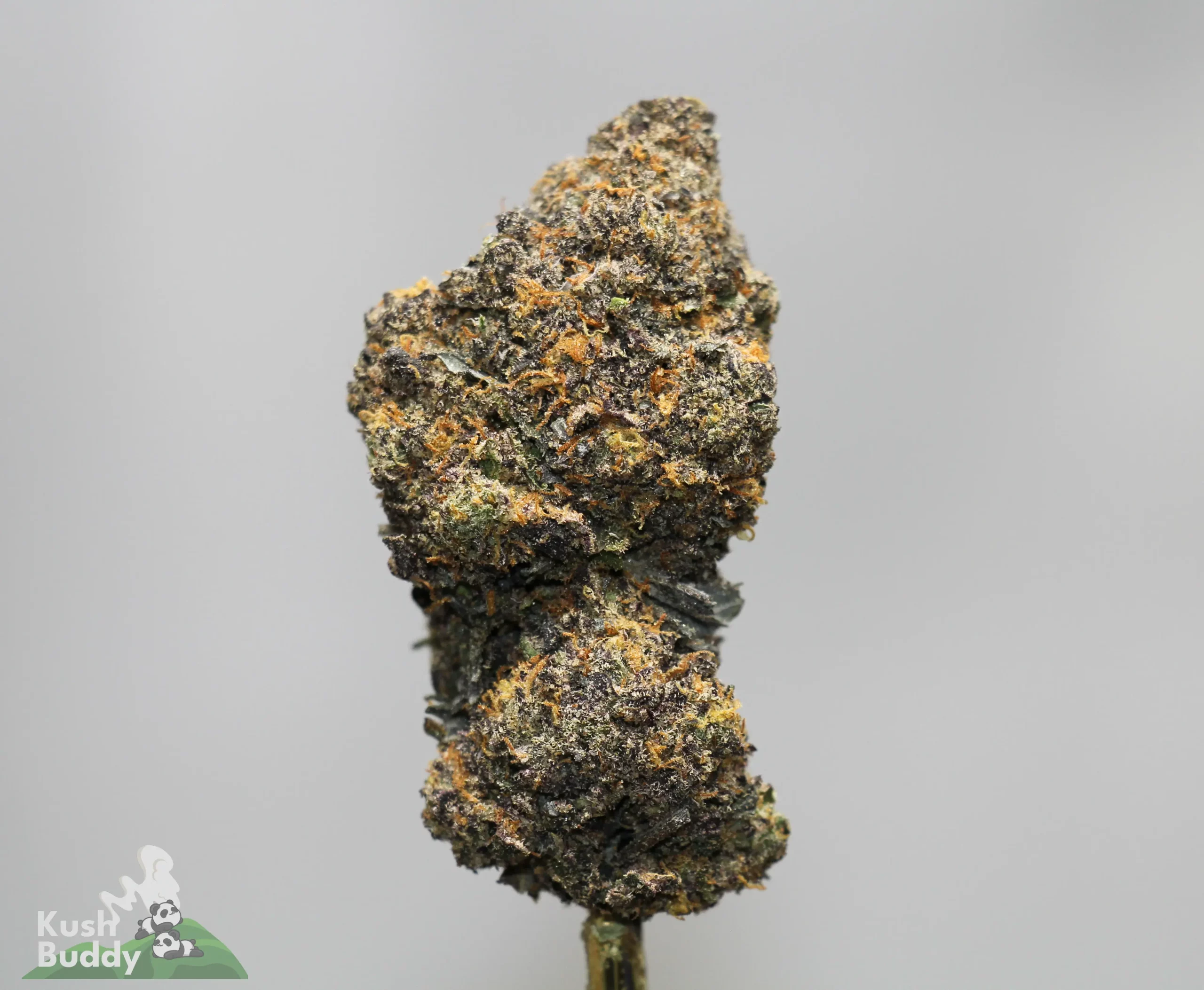 Close-up of a frosty cannabis bud on a stem with orange hairs, against a gray background (Kush Buddy watermark bottom left).