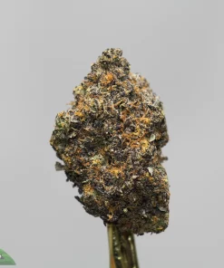 Close-up of a frosty cannabis bud with orange hairs on a stem, against a gray background while displaying a watermark in the corner.
