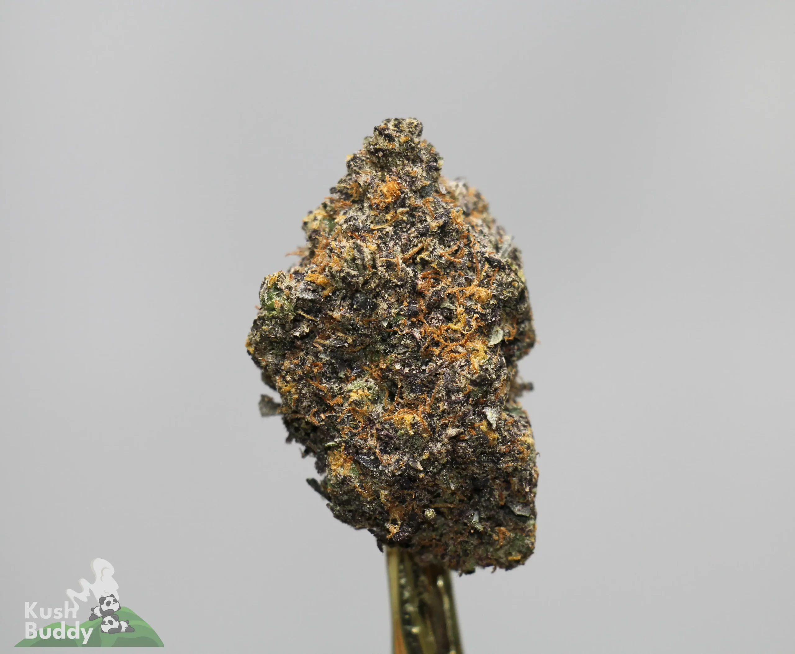 Close-up of a frosty cannabis bud with orange hairs on a stem, against a gray background while displaying a watermark in the corner.