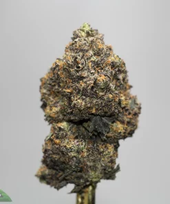 Close-up of a cannabis bud with frosty trichomes, green and purple hues with orange hairs, featuring a 'Kush Buddy' watermark in the corner.