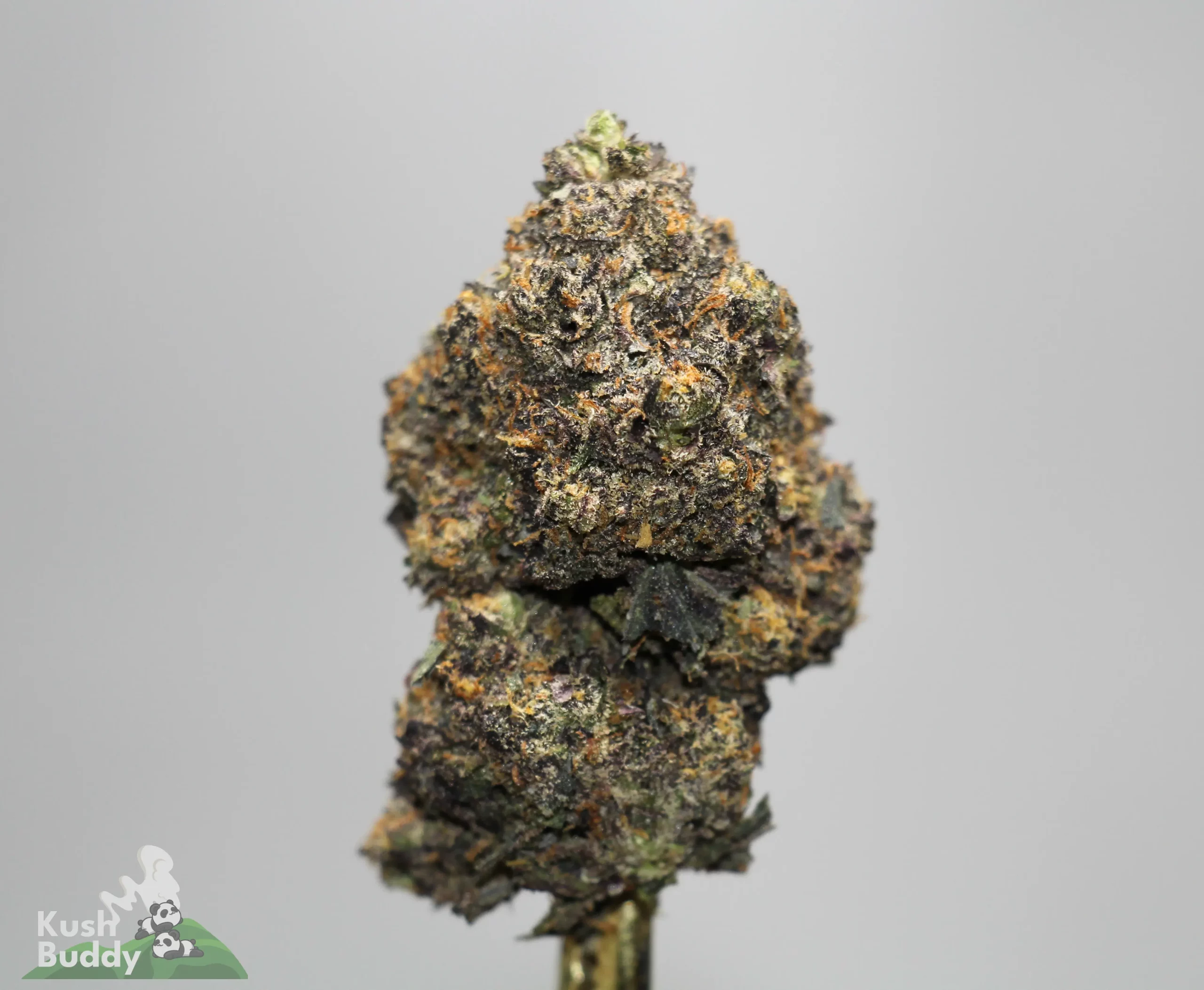 Source photograph: Purple Space Cookies