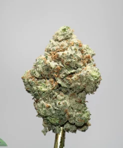 Close-up of a frosty cannabis bud with green leaves and orange hairs, set against a light gray background.