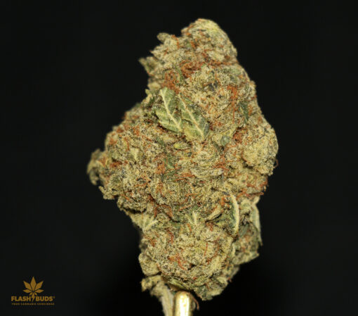 (AAA+) Purple Kush x Grape Ape